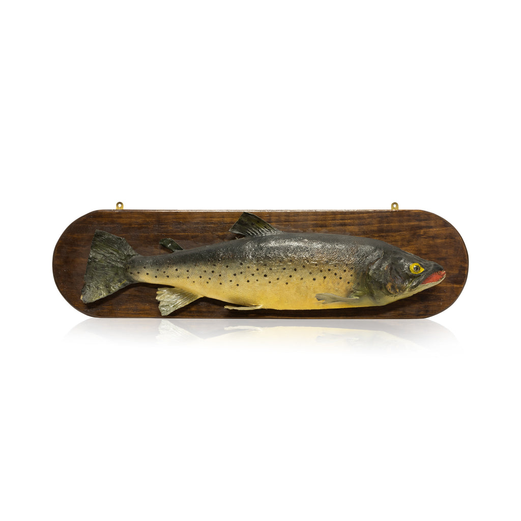 Ranch Trout — Cisco's Gallery