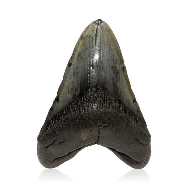 Megalodon Tooth, Other, Prehistoric, Tooth