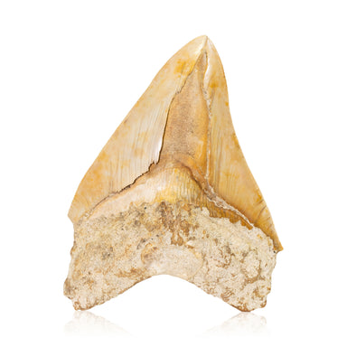 Megalodon Shark Tooth, Other, Prehistoric, Tooth