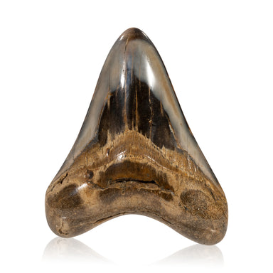 Megalodon Tooth, Other, Prehistoric, Tooth