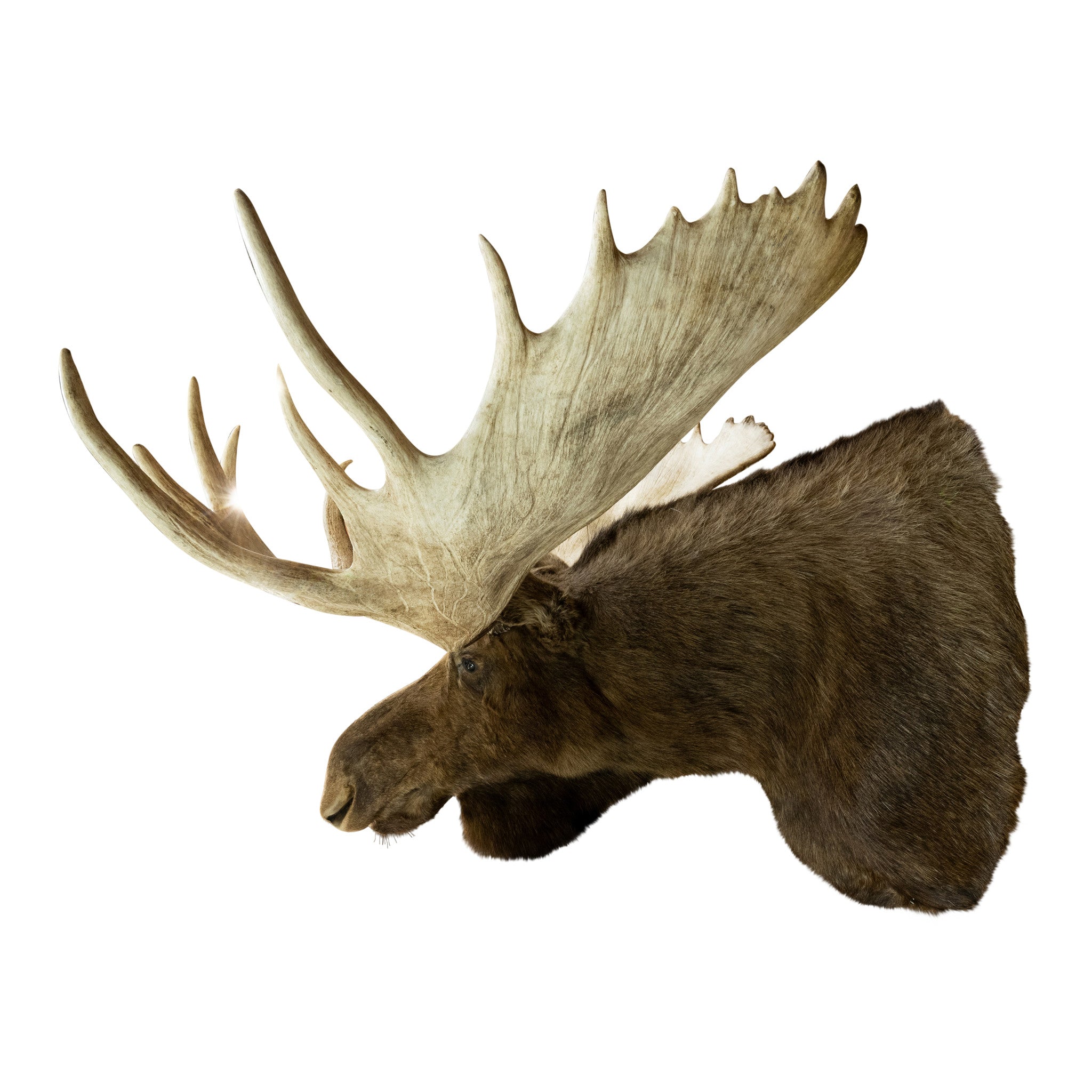 72" Yukon Moose