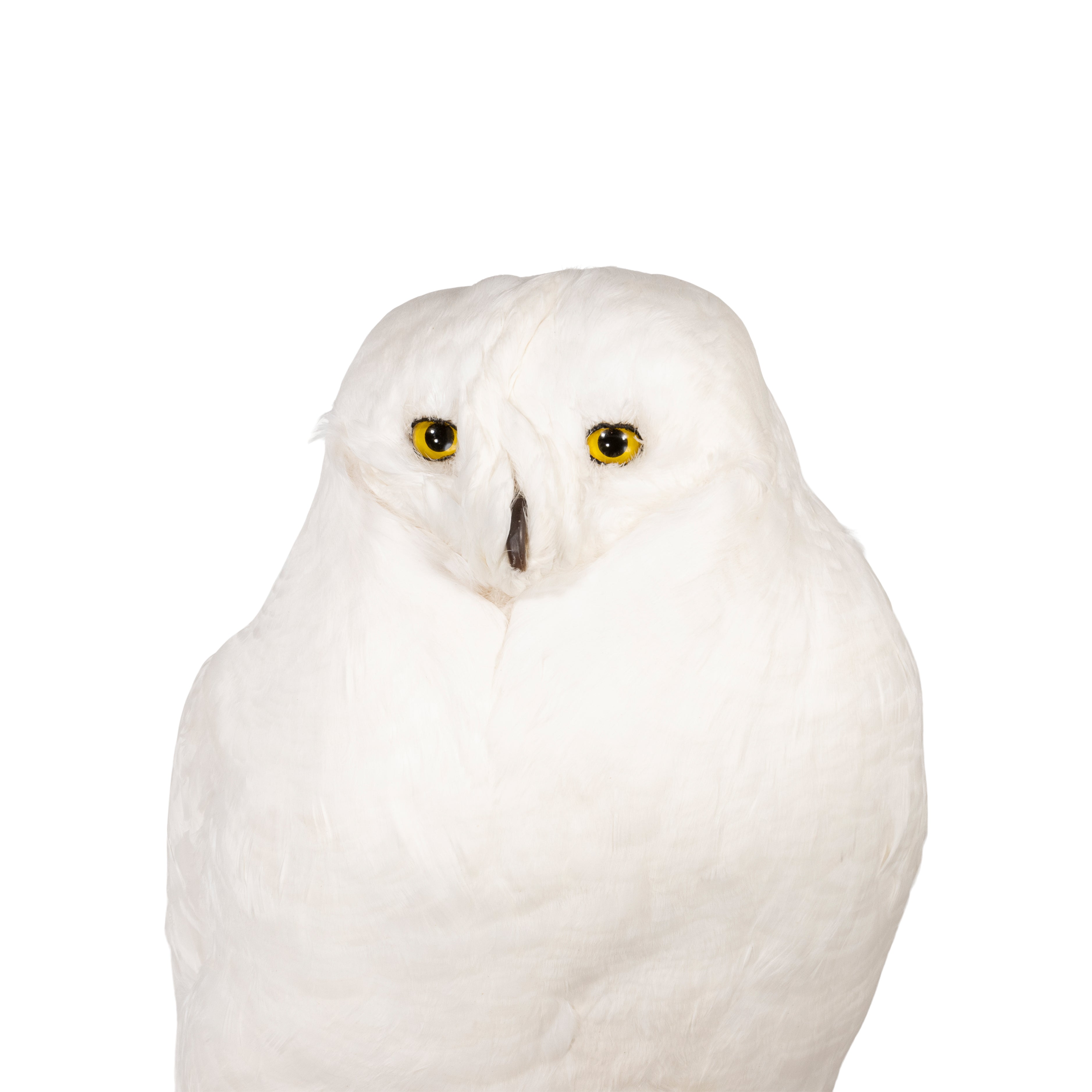 "Snowy Owl" Mount