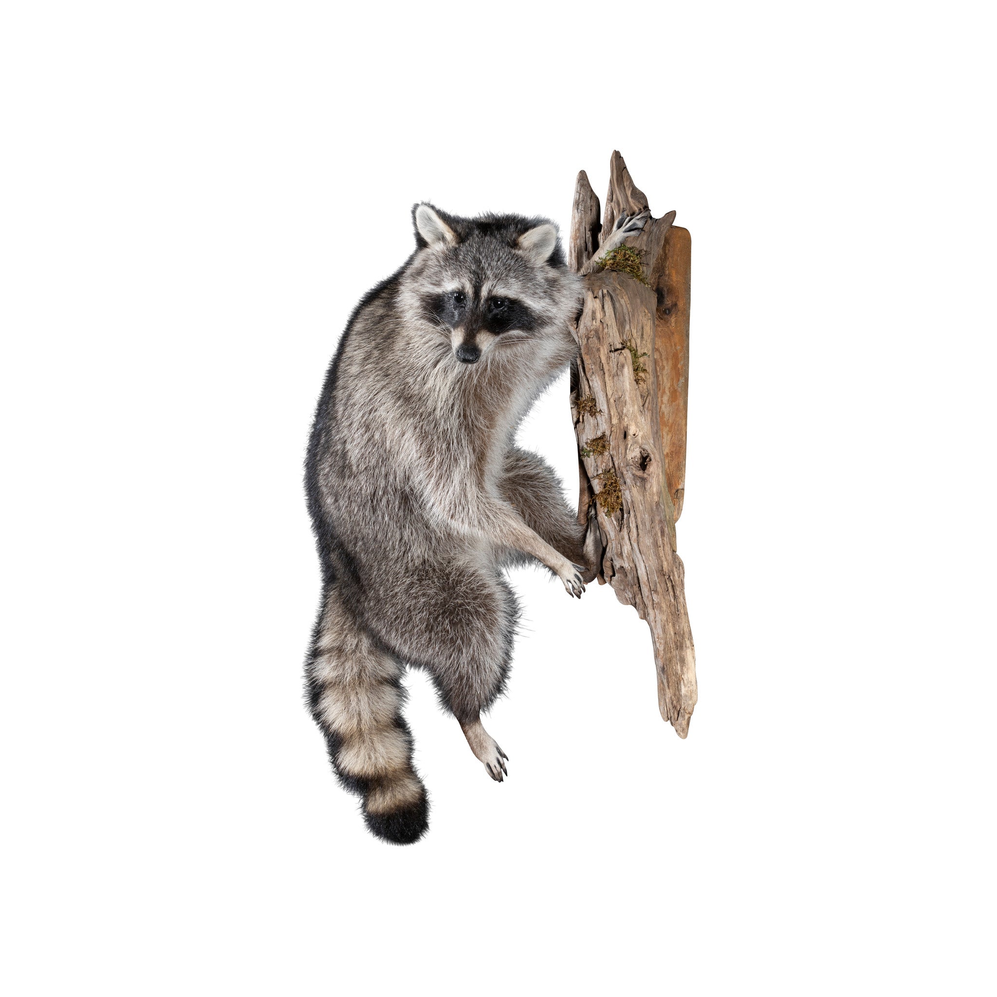 Climbing Raccoon, Furnishings, Taxidermy, Raccoon