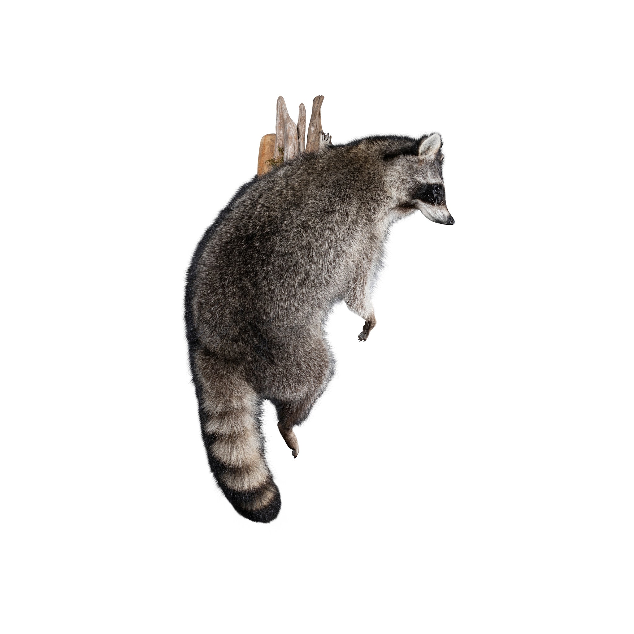 Climbing Raccoon