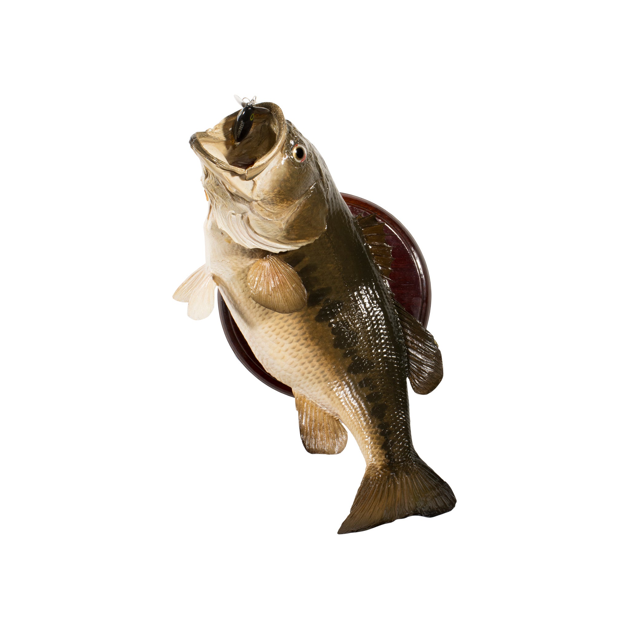 Large Mouth Bass, Furnishings, Taxidermy, Fish