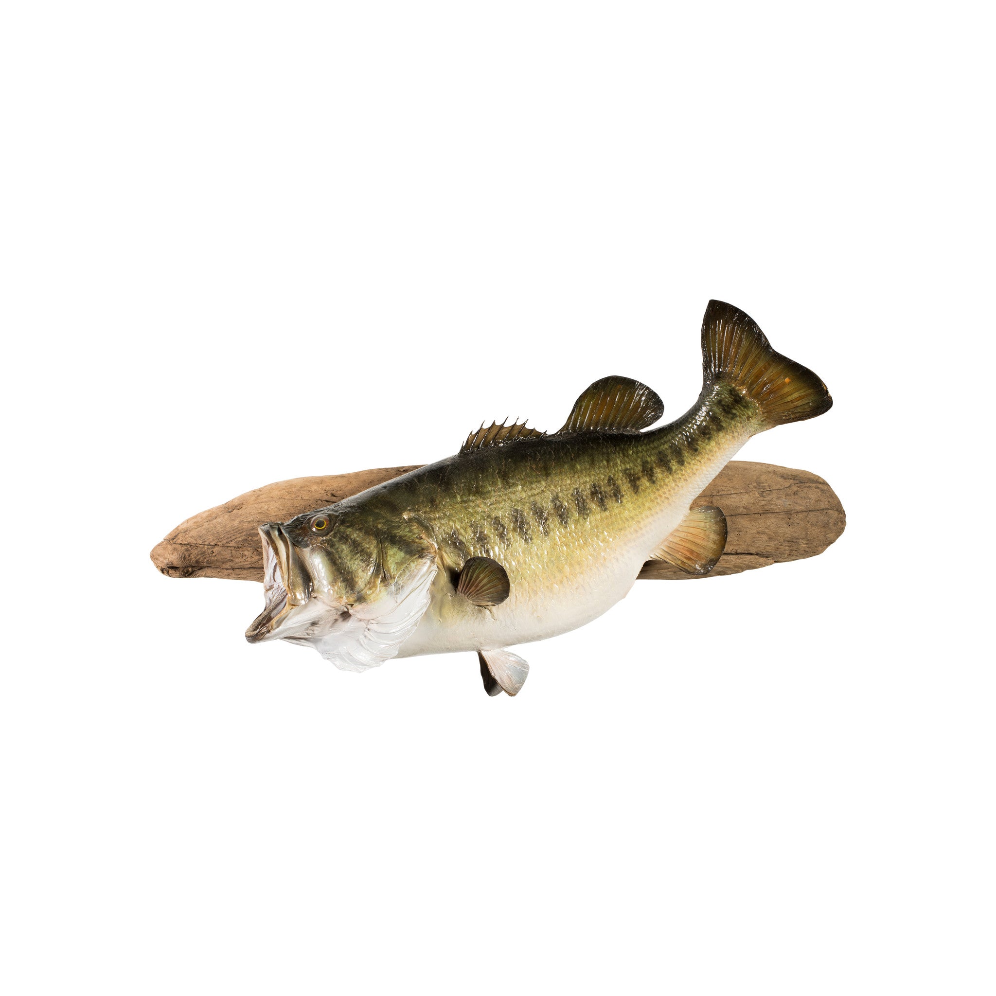 Monster Large Mouth Bass, Furnishings, Taxidermy, Fish
