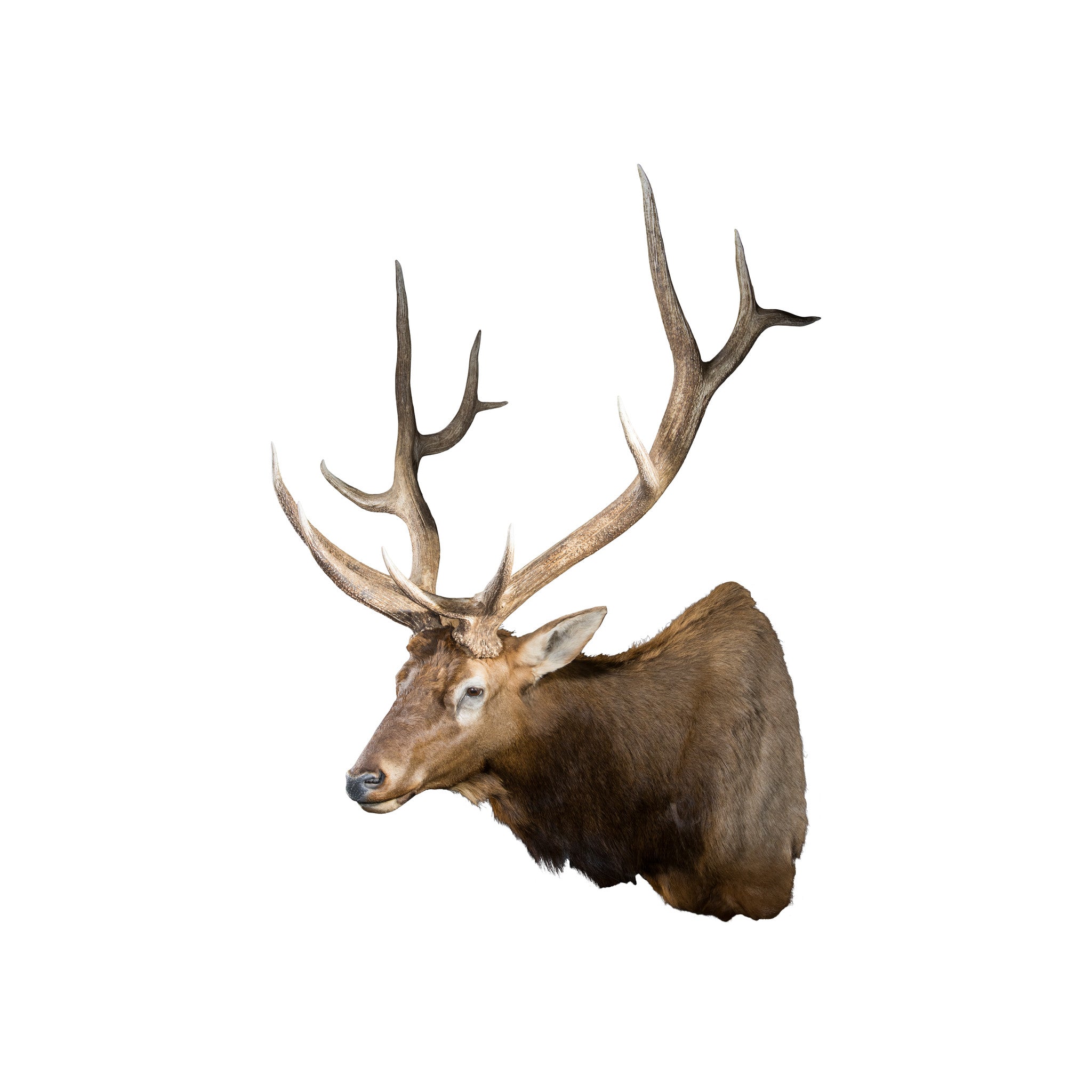 Massive 6 x 6 Elk, Furnishings, Taxidermy, Elk