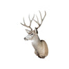 Mule Deer Buck, Furnishings, Taxidermy, Deer