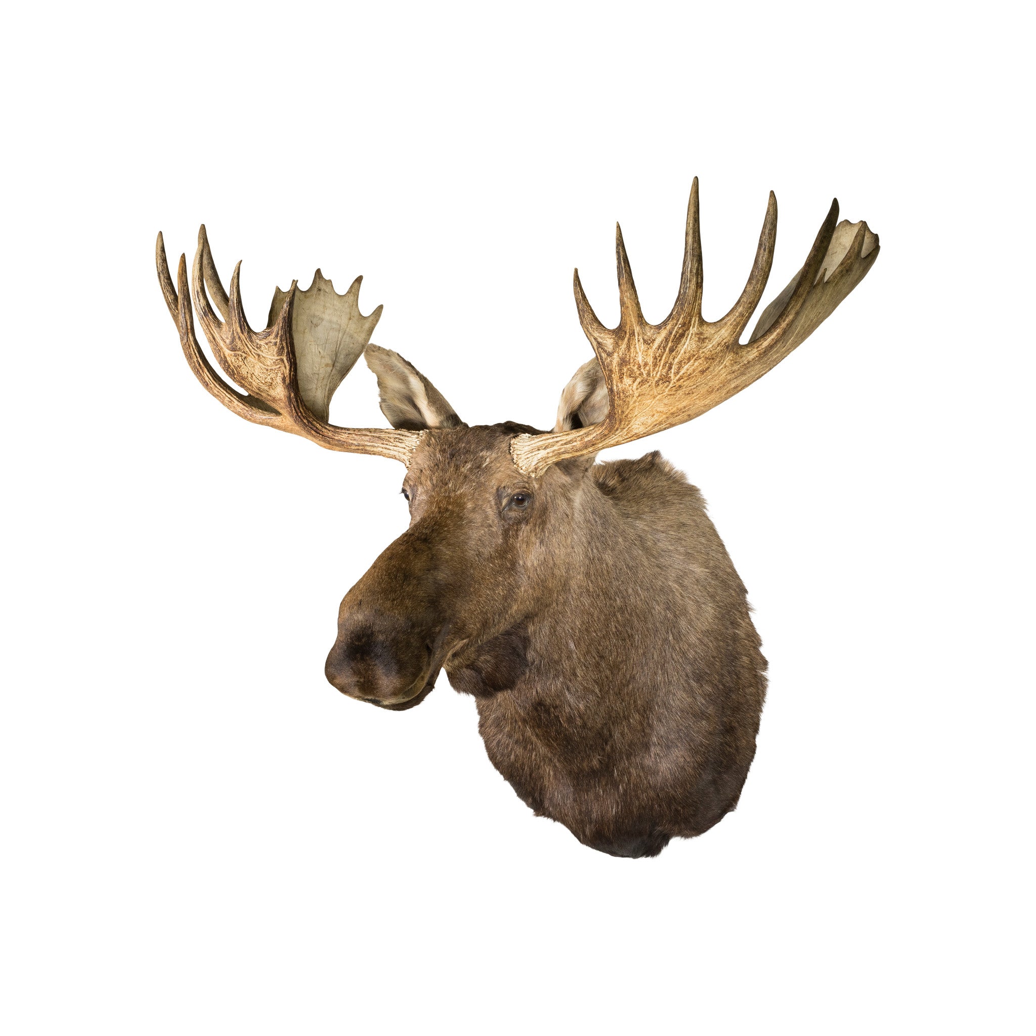Moose Shoulder Mount, Furnishings, Taxidermy, Moose