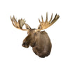 Moose Shoulder Mount, Furnishings, Taxidermy, Moose