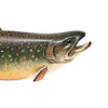 Brook Trout by Mike Borrett