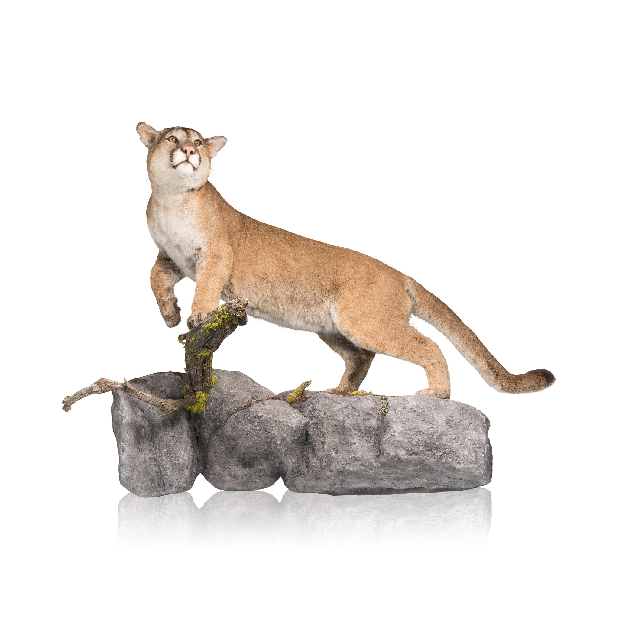 Large Male Cougar, Furnishings, Taxidermy, Cougar