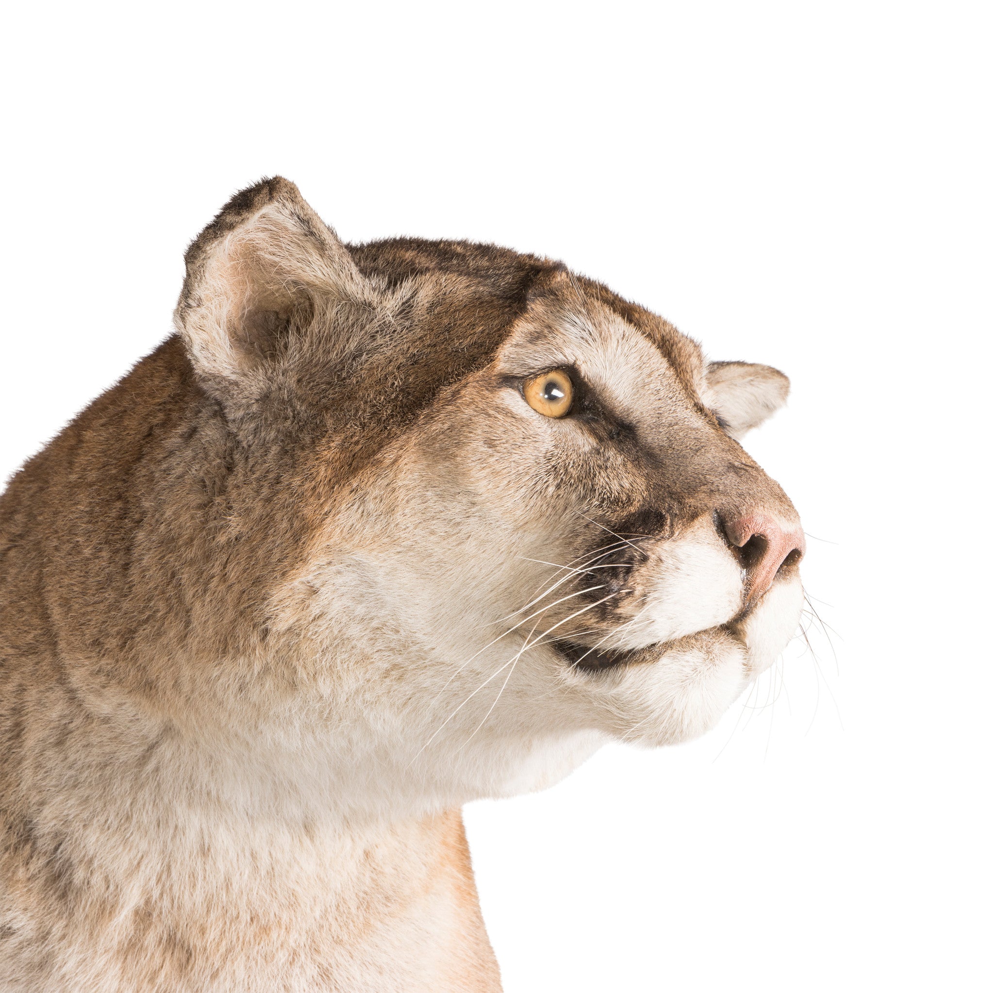 Large Male Cougar