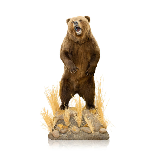 Mountain Grizzly Bear, Furnishings, Taxidermy, Bear