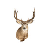 Idaho Mule Deer, Furnishings, Taxidermy, Deer