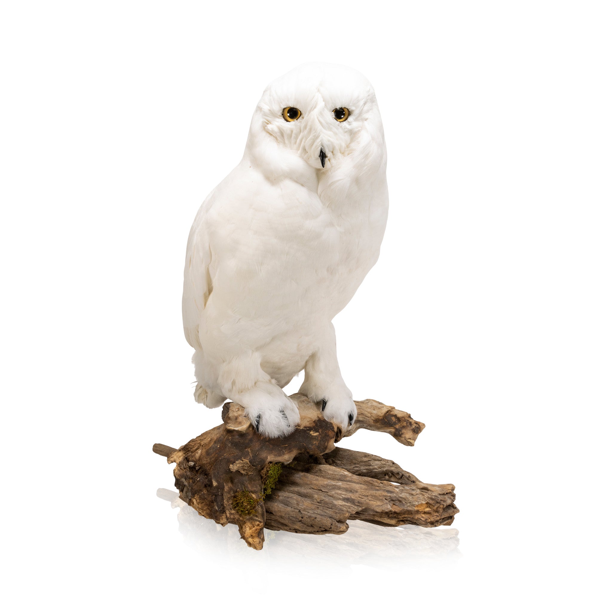 "Snowy Owl" Mount, Furnishings, Taxidermy, Bird
