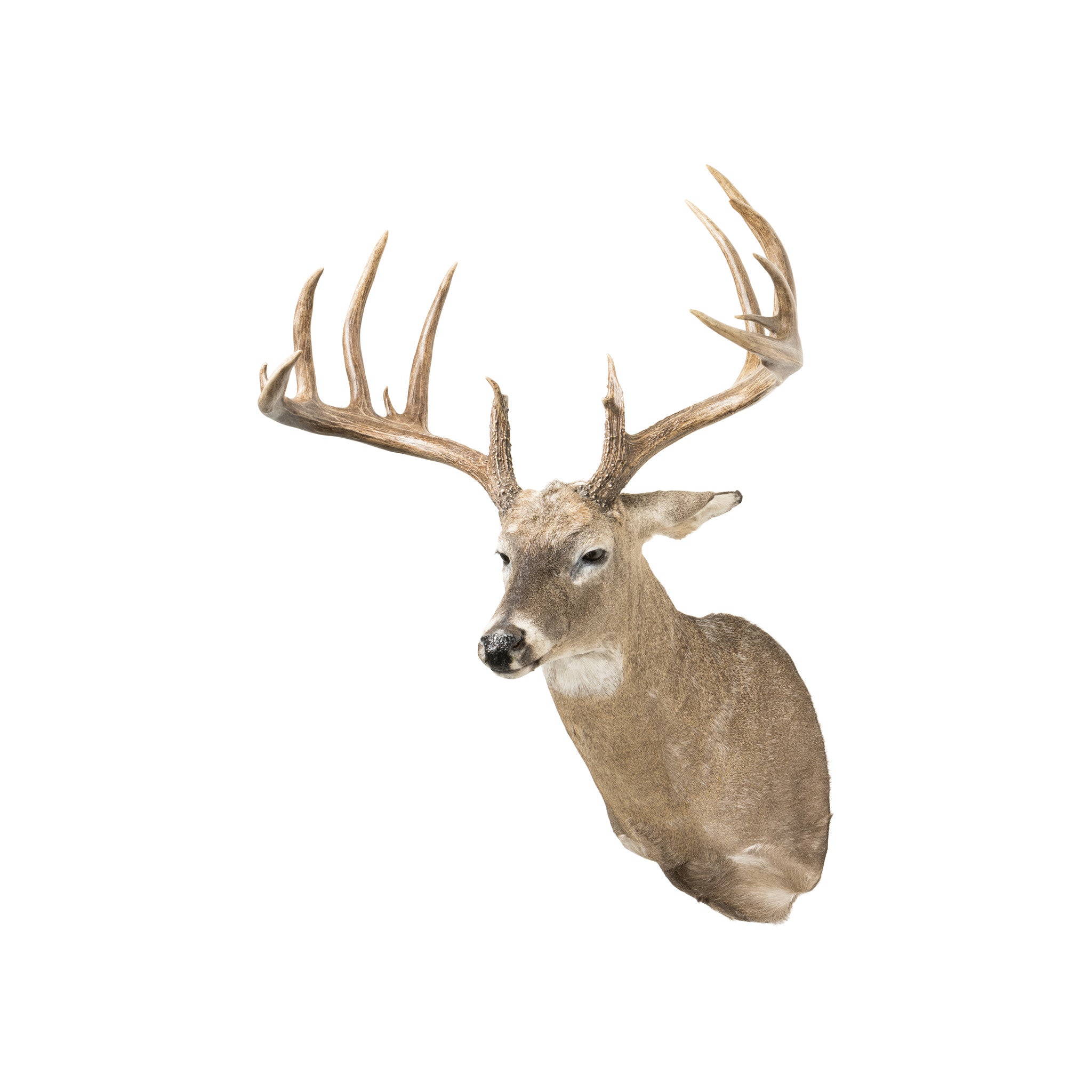 South Texas Brush Buck Whitetail Deer, Furnishings, Taxidermy, Deer