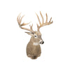 South Texas Brush Buck Whitetail Deer