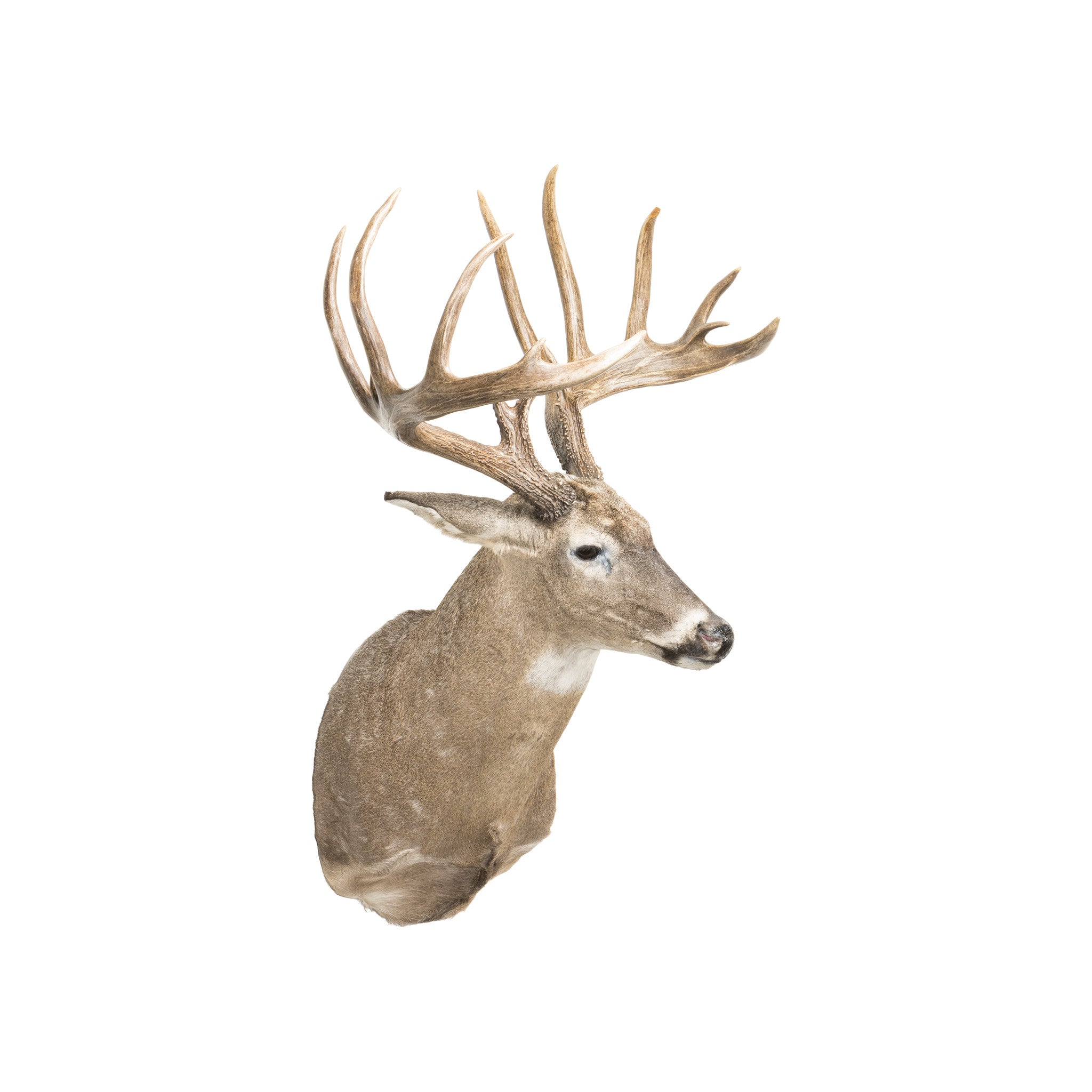 South Texas Brush Buck Whitetail Deer