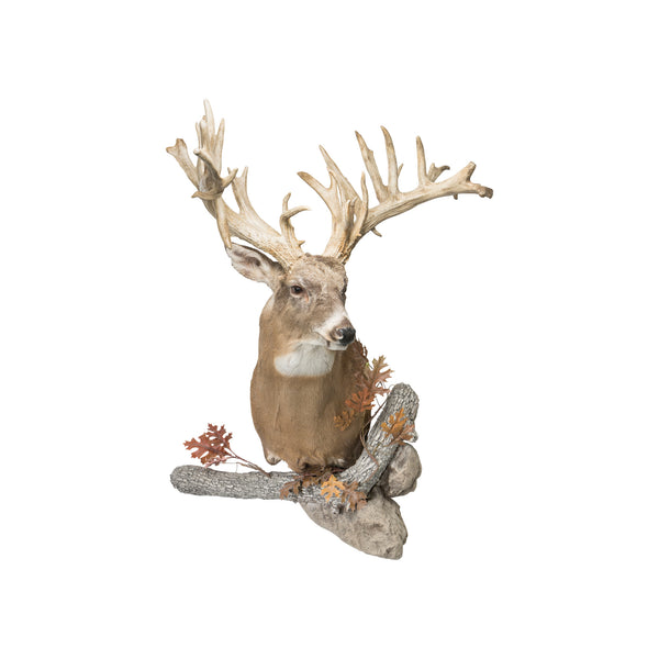 39 Point Non-Typical Whitetail Deer, Furnishings, Taxidermy, Deer