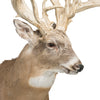 39 Point Non-Typical Whitetail Deer
