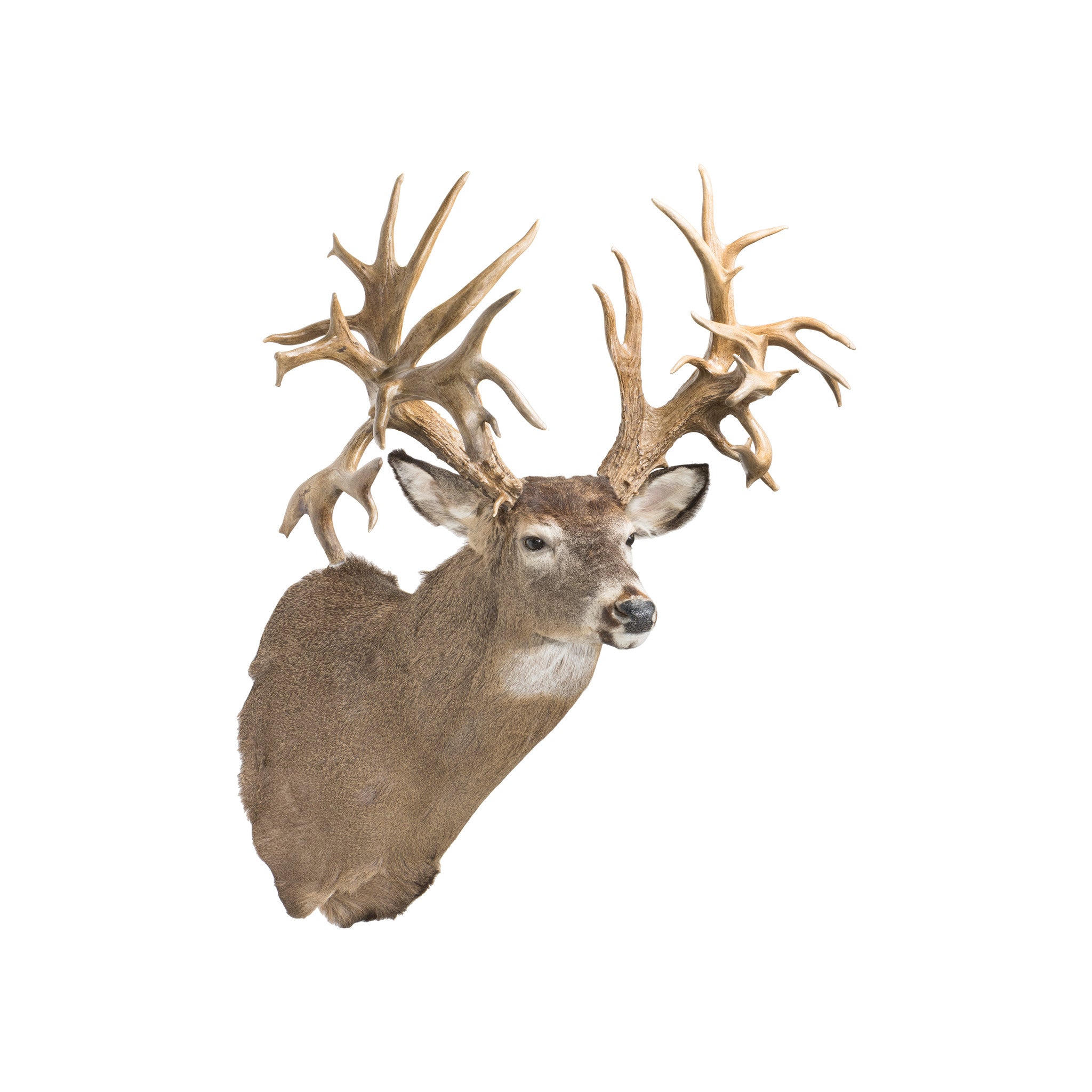 45 Point Hunting Preserve Non-Typical Whitetail Deer, Furnishings, Taxidermy, Deer