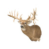 38 Point Mega Monster Whitetail Deer, Furnishings, Taxidermy, Deer