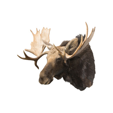 Shiras Moose Shoulder Mount, Furnishings, Taxidermy, Moose