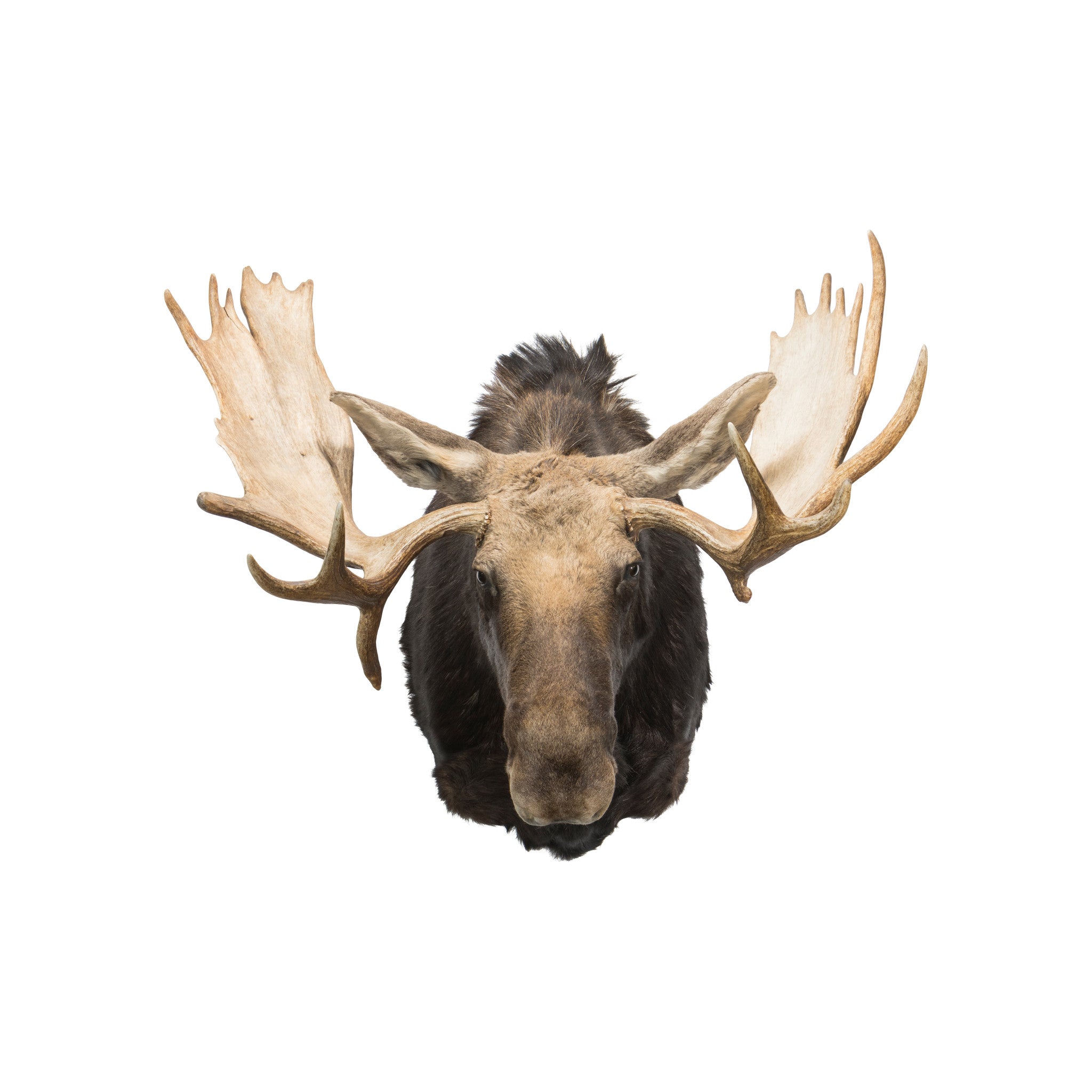 Shiras Moose Shoulder Mount