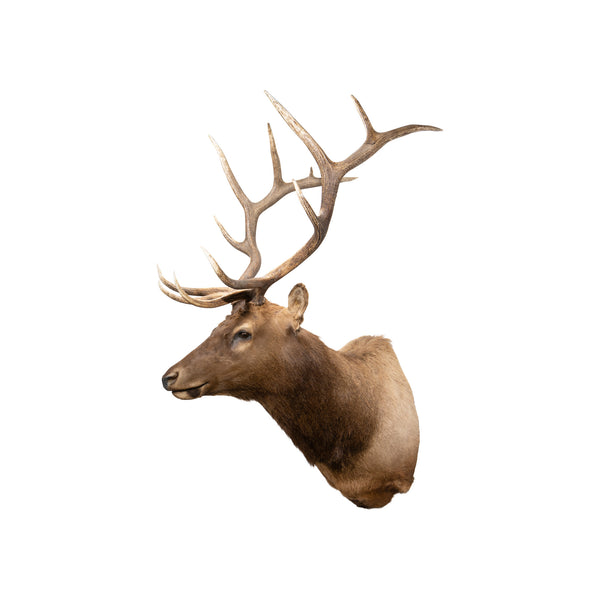 6 x 6 Elk Shoulder Mount, Furnishings, Taxidermy, Elk