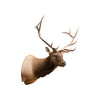 6 x 6 Elk Shoulder Mount