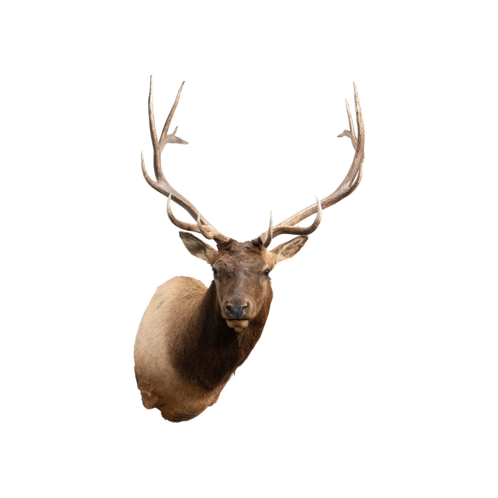 6 x 6 Elk Shoulder Mount