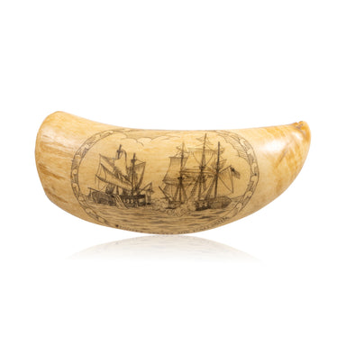Scrimshawed Sperm Whale Tooth, Furnishings, Decor, Other