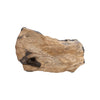 Prehistoric Fossilized Triceratops Leg Bone