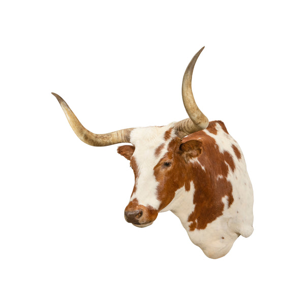 Texas Longhorn Shoulder Mount, Furnishings, Taxidermy, Bull