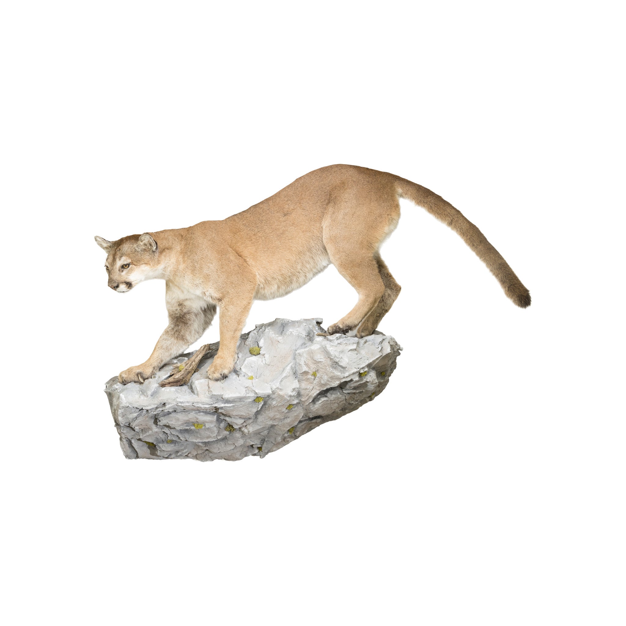 Huge Cougar Mount, Furnishings, Taxidermy, Cougar