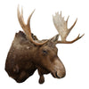 Shiras Moose Shoulder Mount, Furnishings, Taxidermy, Moose