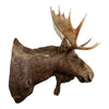 Shiras Moose Shoulder Mount