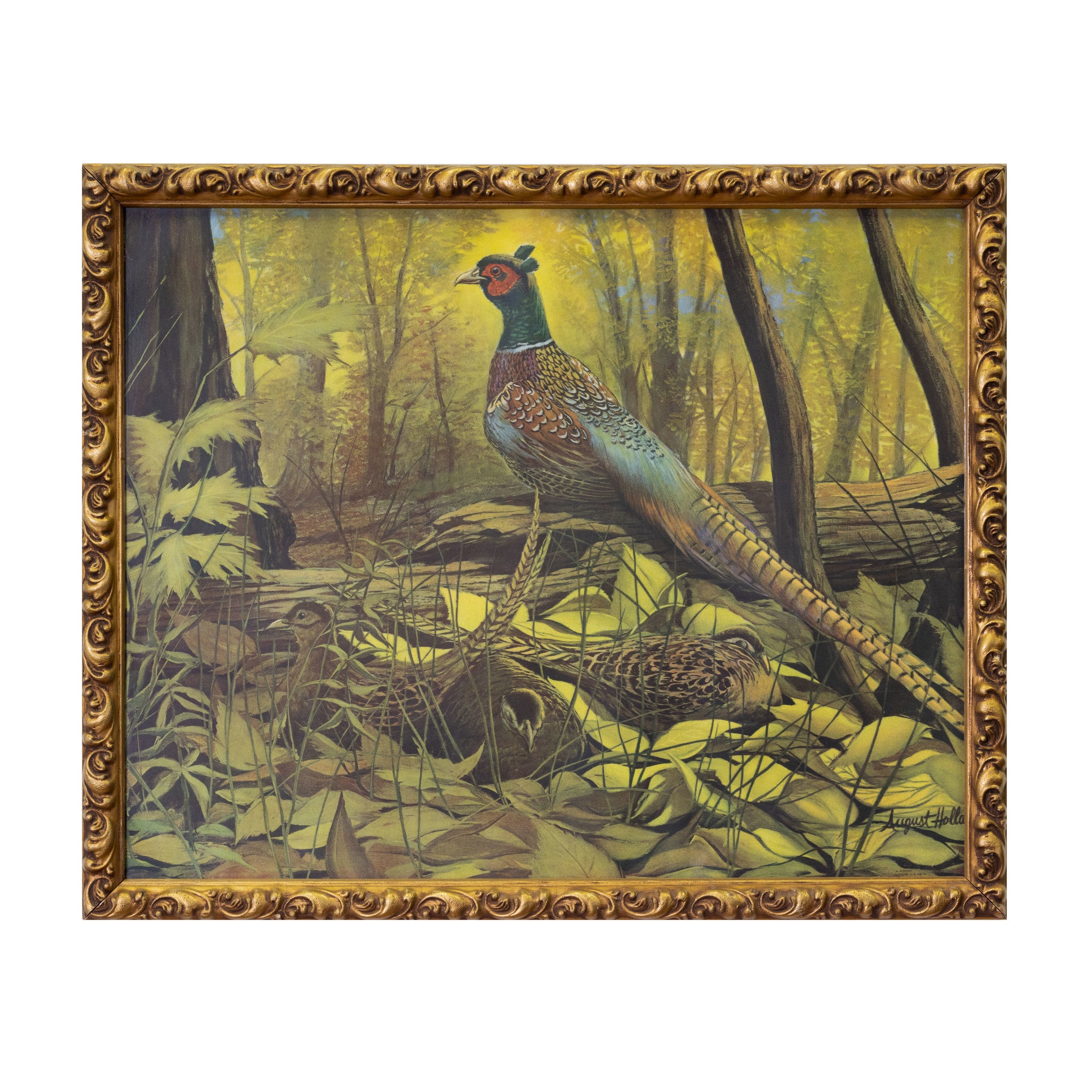 Pheasants in the Woods Print by Hollas