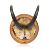 Chamois Trophy Plauqe, Furnishings, Taxidermy, Antler and Horn