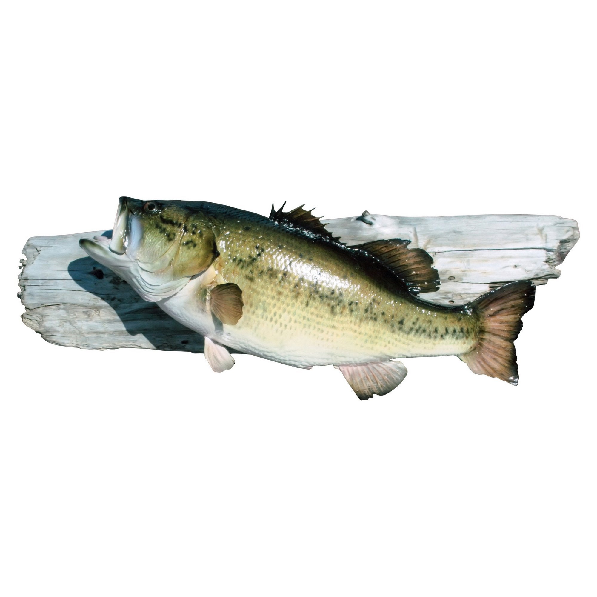 Minnesota Largemouth Bass Skin Mount, Furnishings, Taxidermy, Fish