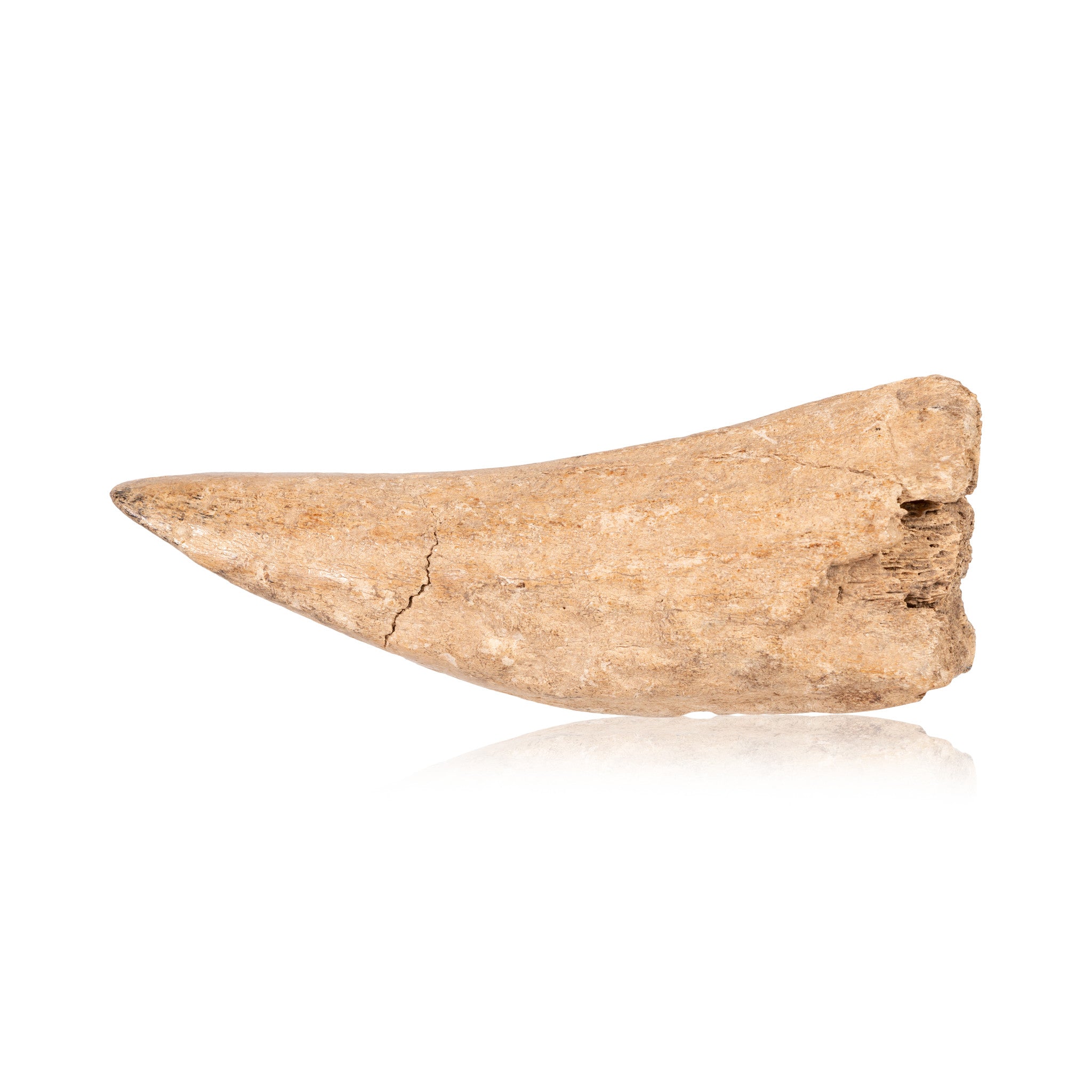 Elk Antler Gouge, Native, Stone and Tools, Bone