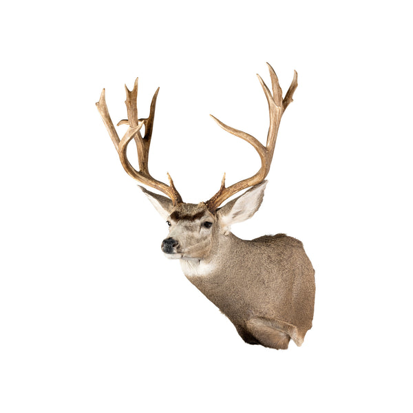Idaho Mule Deer Mount, Furnishings, Taxidermy, Deer