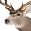 Idaho Mule Deer Mount