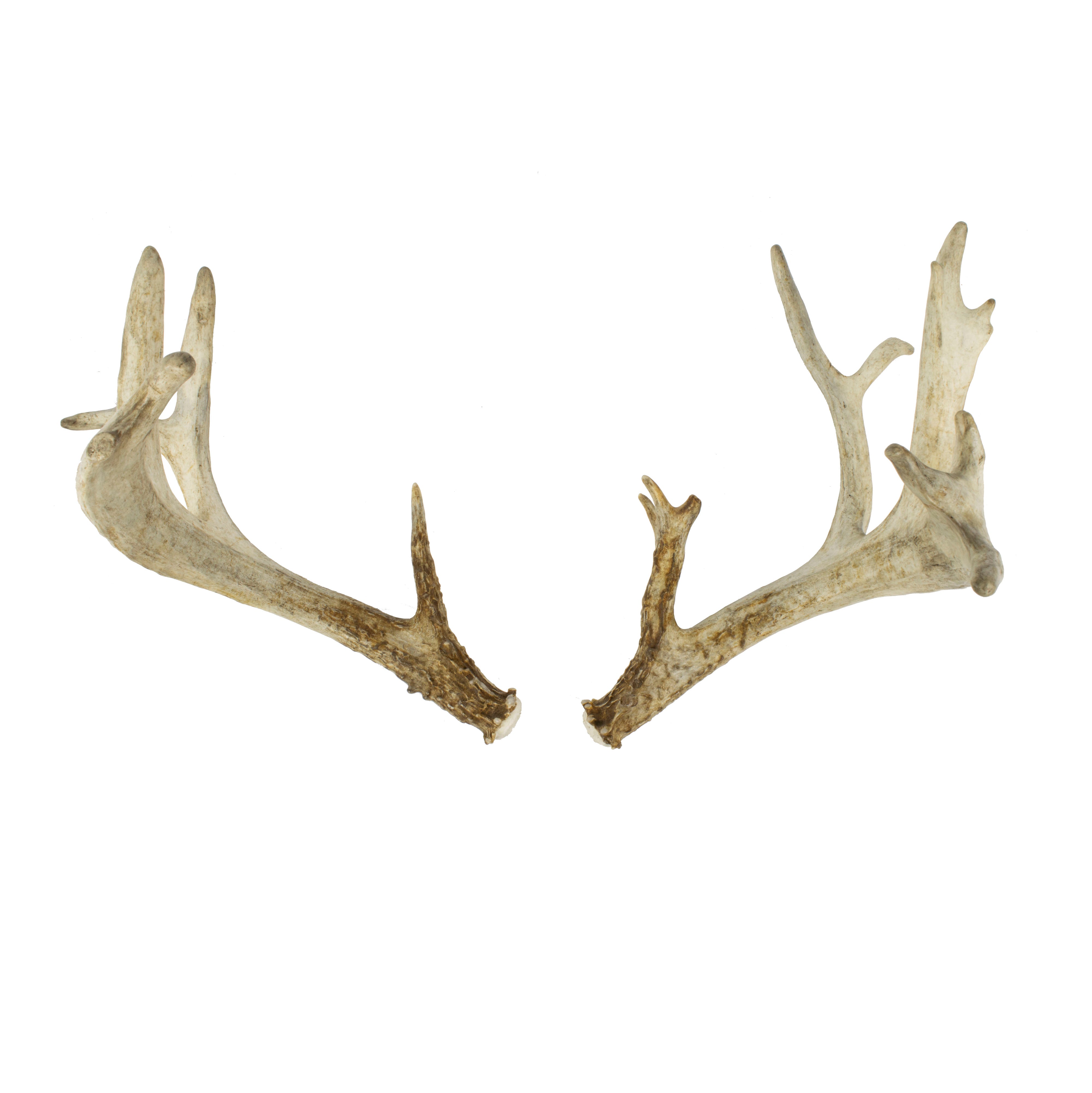 White Tail Sheds, Furnishings, Taxidermy, Deer