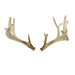 White Tail Sheds, Furnishings, Taxidermy, Deer