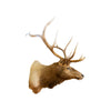 Roosevelt Elk Mount, Furnishings, Taxidermy, Elk