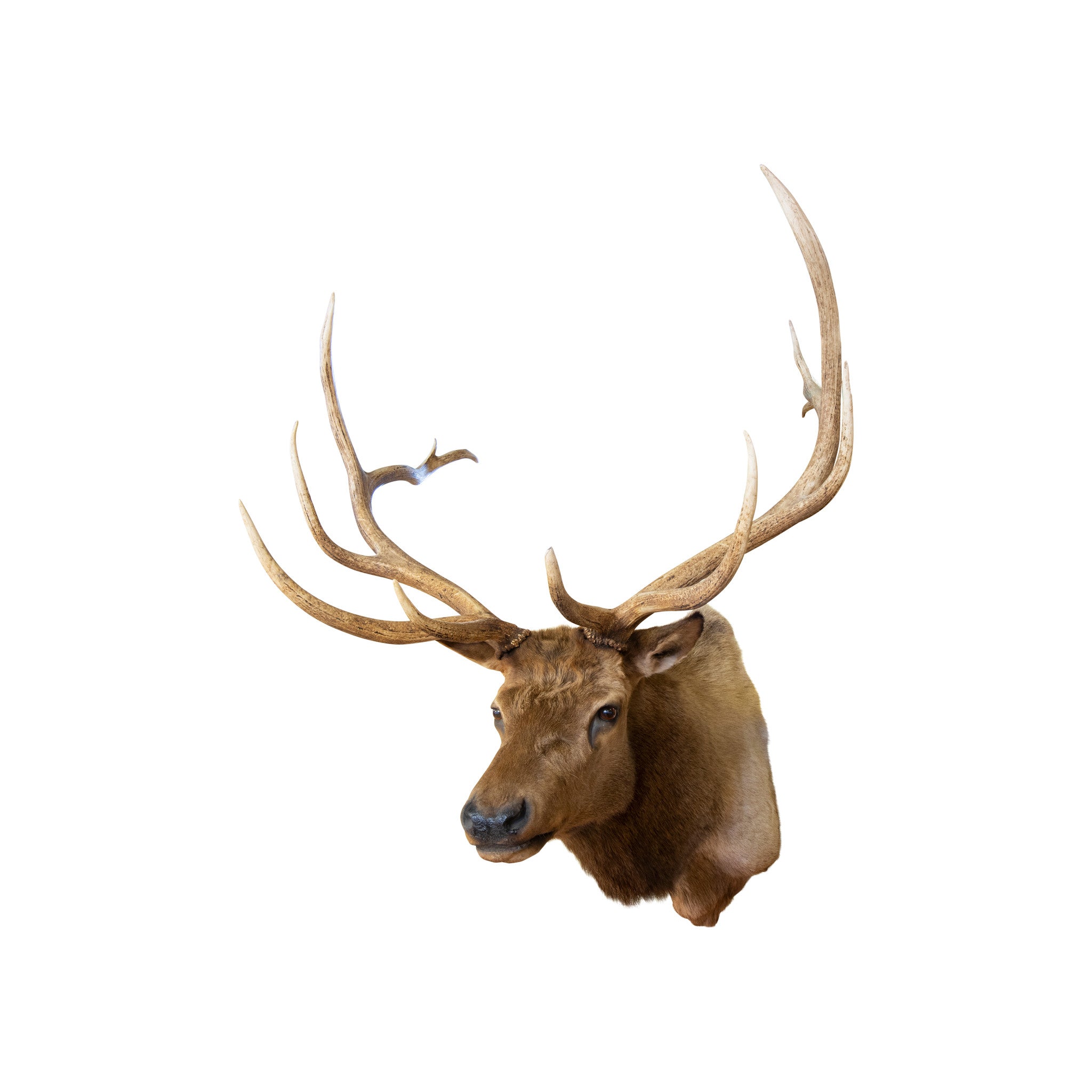 Roosevelt Elk Mount
