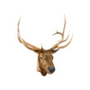 Roosevelt Elk Mount