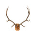North Idaho 6 x 6 Elk Rack, Furnishings, Taxidermy, Elk